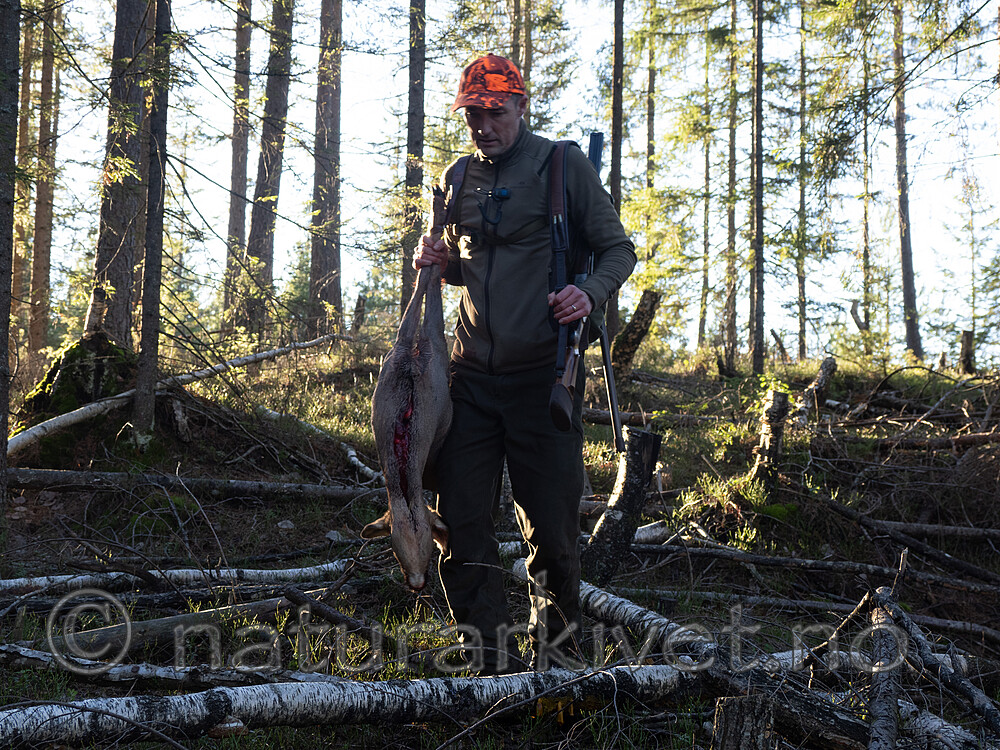 _B121106 / Capreolus capreolus / Rådyr