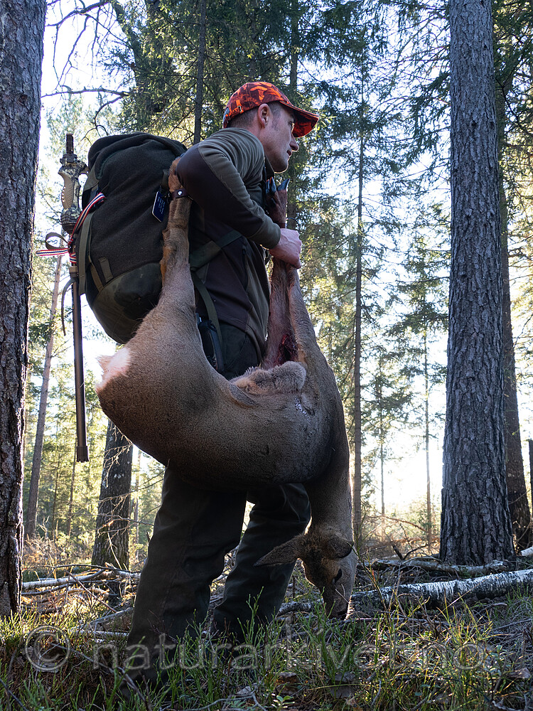 _B121115 / Capreolus capreolus / Rådyr