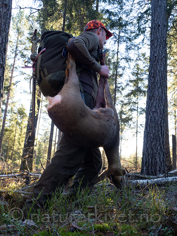 _B121122 / Capreolus capreolus / Rådyr