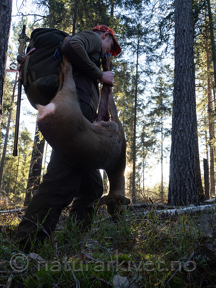 _B121138 / Capreolus capreolus / Rådyr