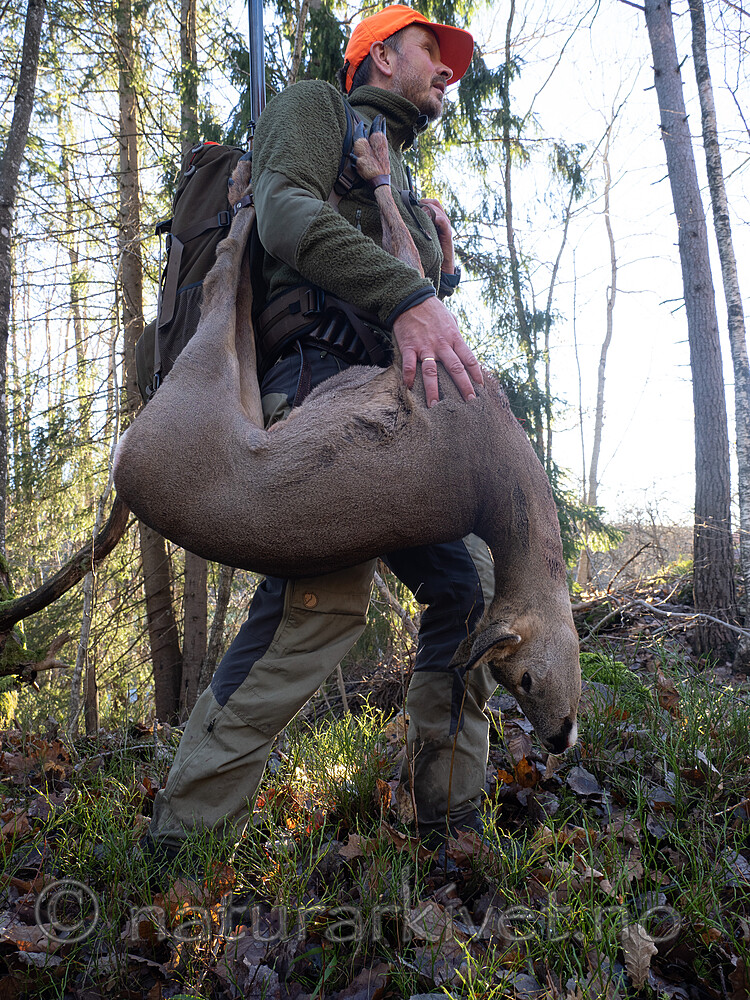 _B121176 / Capreolus capreolus / Rådyr