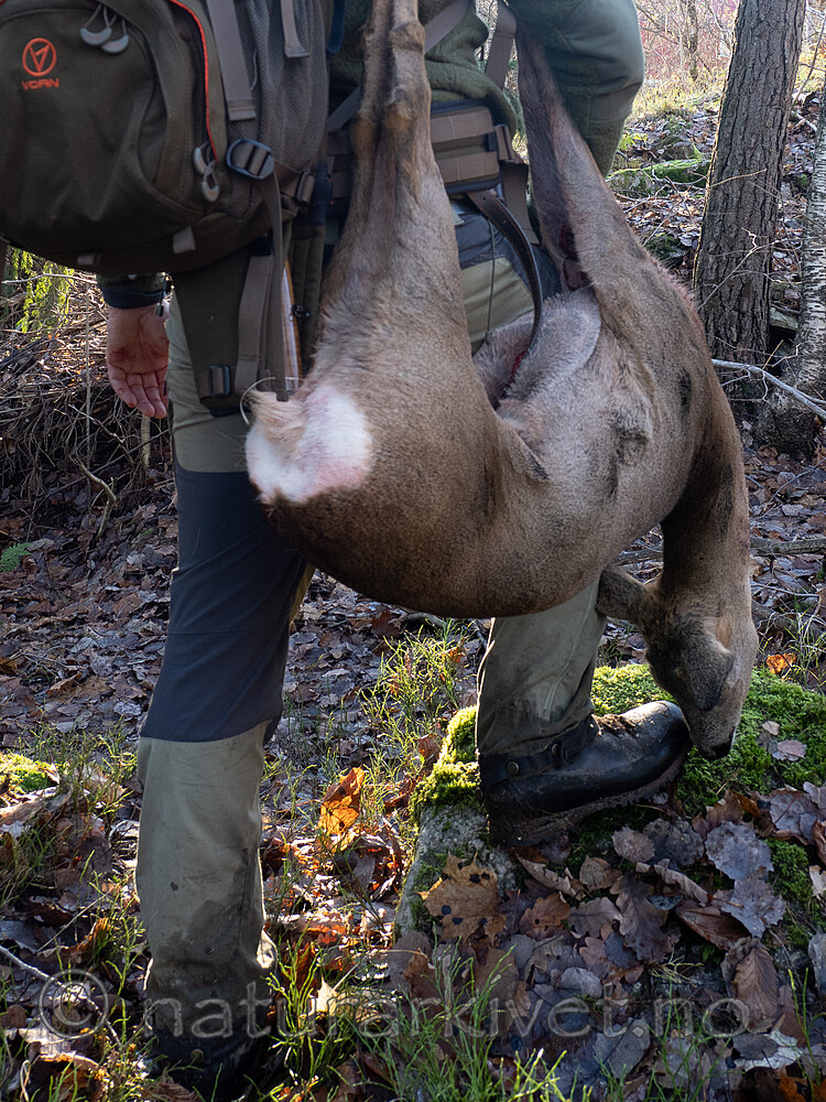 _B121203 / Capreolus capreolus / Rådyr