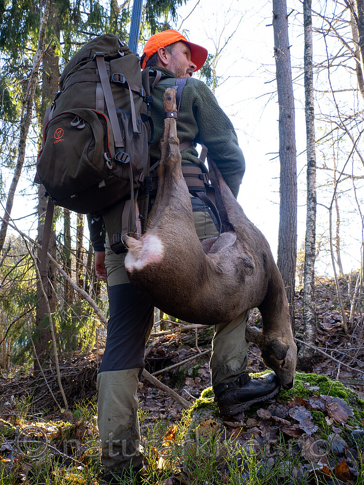 _B121209 / Capreolus capreolus / Rådyr