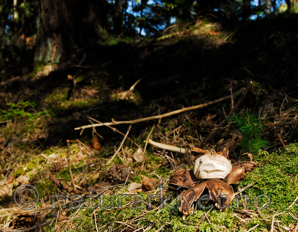 _SIG0077 / Geastrum triplex / Prestejordstjerne