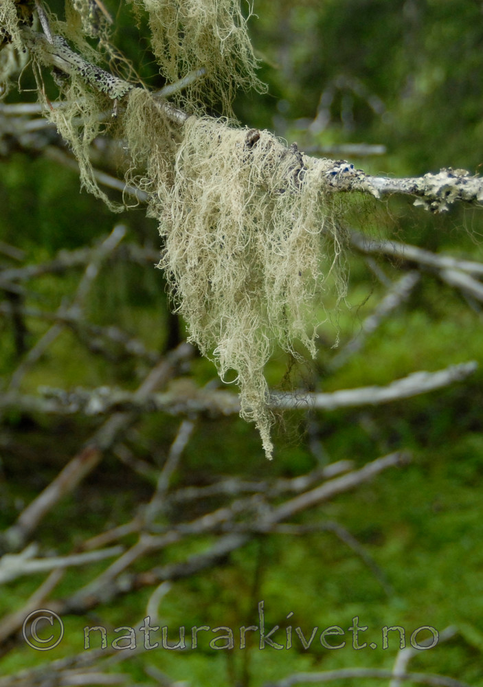 _SRE0105 / Ramalina thrausta / Trådragg