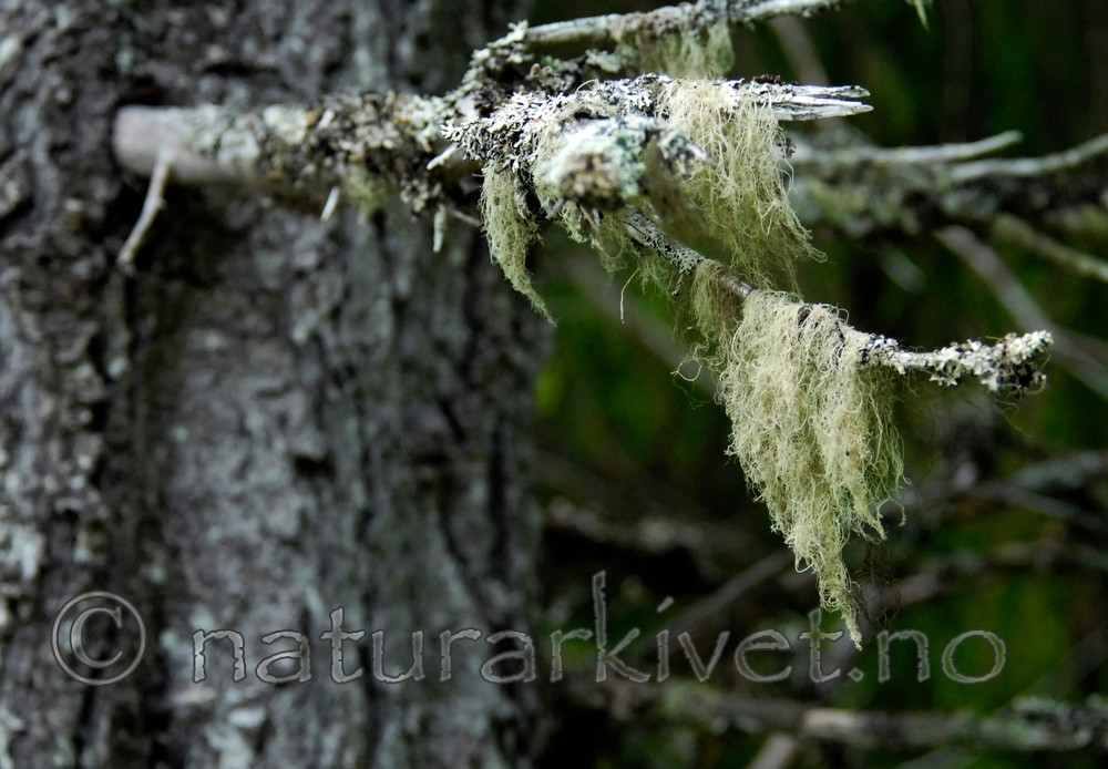 _SRE0123 / Ramalina thrausta / Trådragg