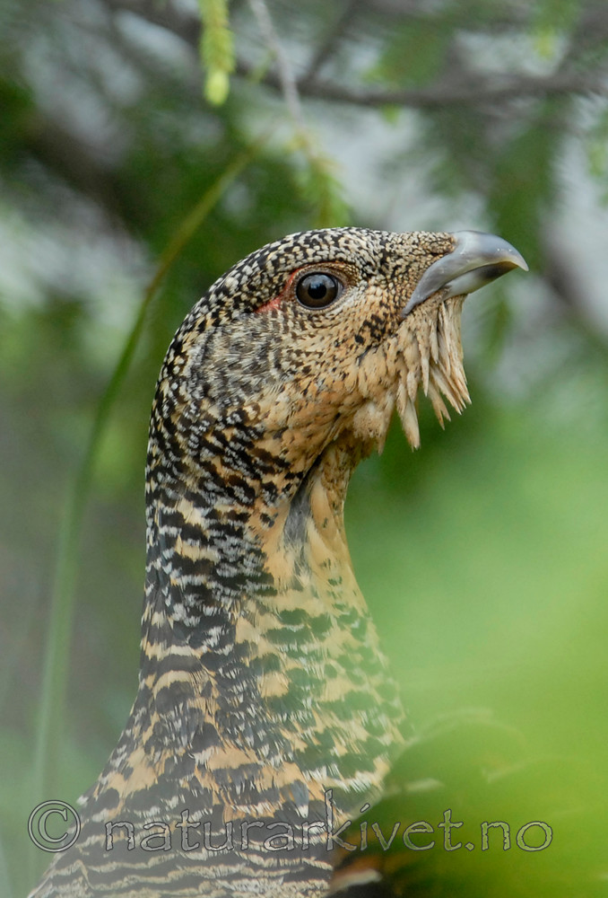 _SRE0195 / Tetrao urogallus / Storfugl