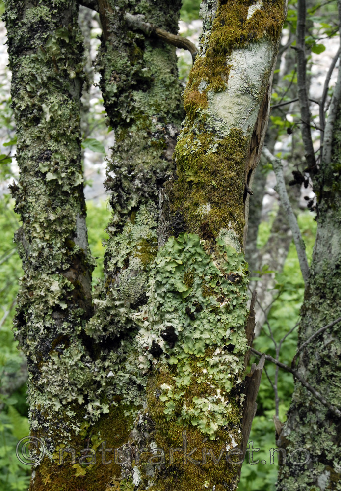 _SRE0240 / Lobaria amplissima / Sølvnever