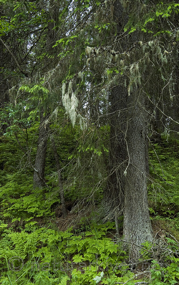 _SRE0264 / Ramalina thrausta / Trådragg