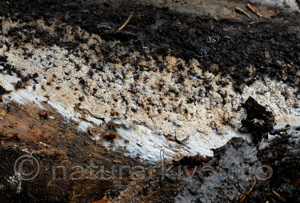 _SRE0362 / Steccherinum litschaueri / Tussepiggflak