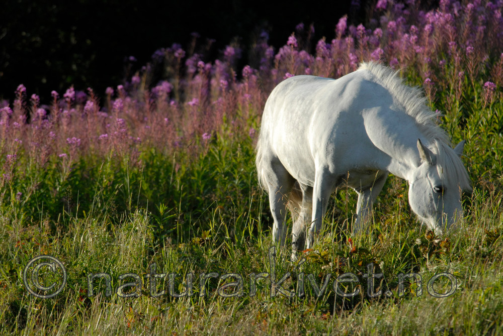 _SRE1040 / Equus caballus / Hest