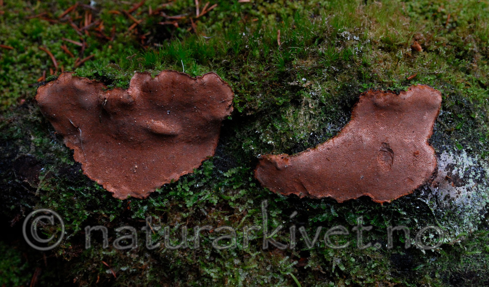 _SRE1326 / Phellinus nigrolimitatus / Svartsonekjuke