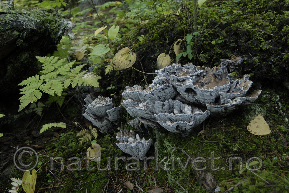 _SRE1532 / Hydnellum suaveolens / Duftbrunpigg