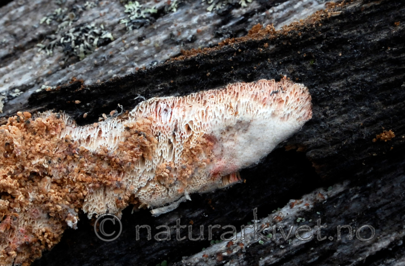 _SRE1799 / Antrodia infirma / Taigahvitkjuke