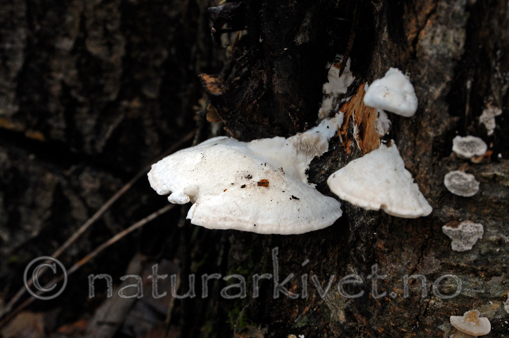 _SRE1835 / Trametes suaveolens / Sumpaniskjuke