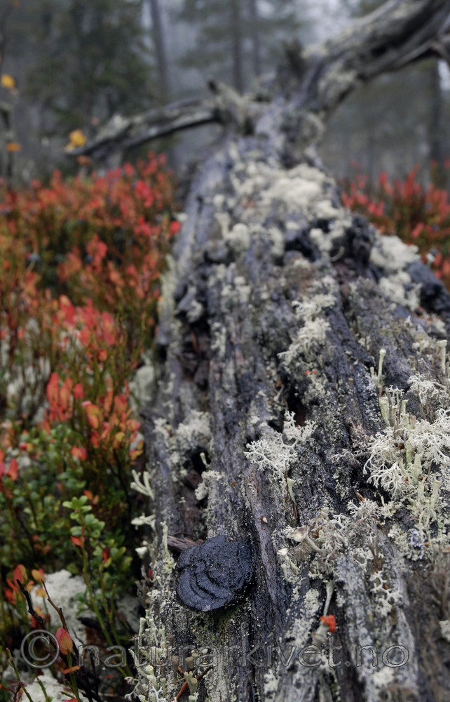 _SRE1866 / Gloeophyllum protractum / Langkjuke