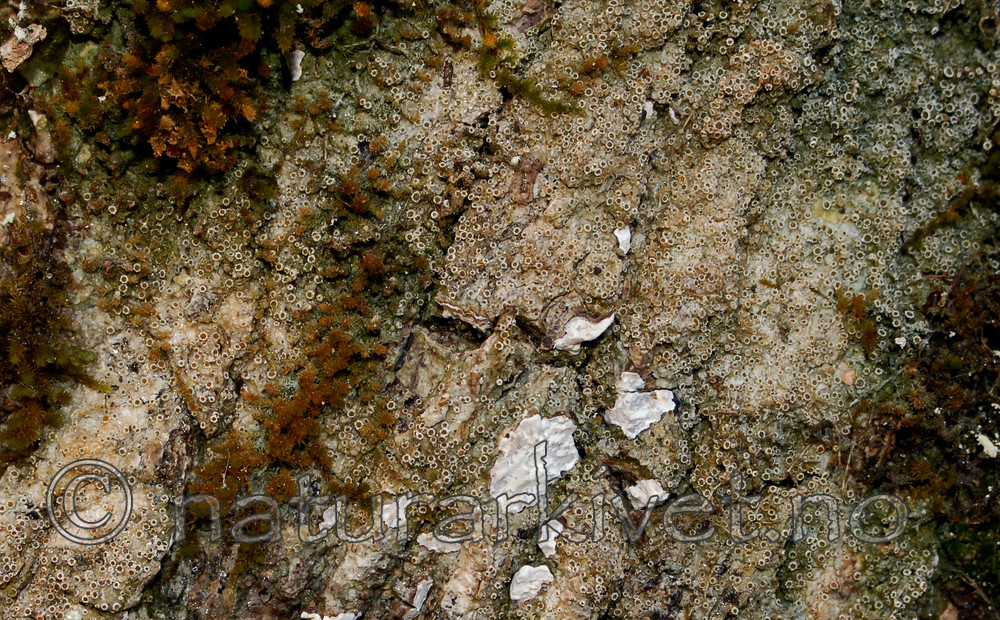 _SRE1900 / Gyalecta ulmi / Almelav