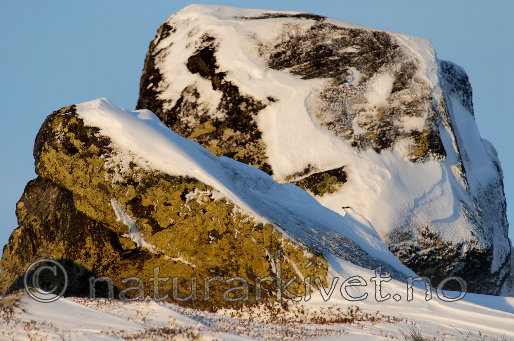 _SRE2005 / Lagopus muta / Fjellrype