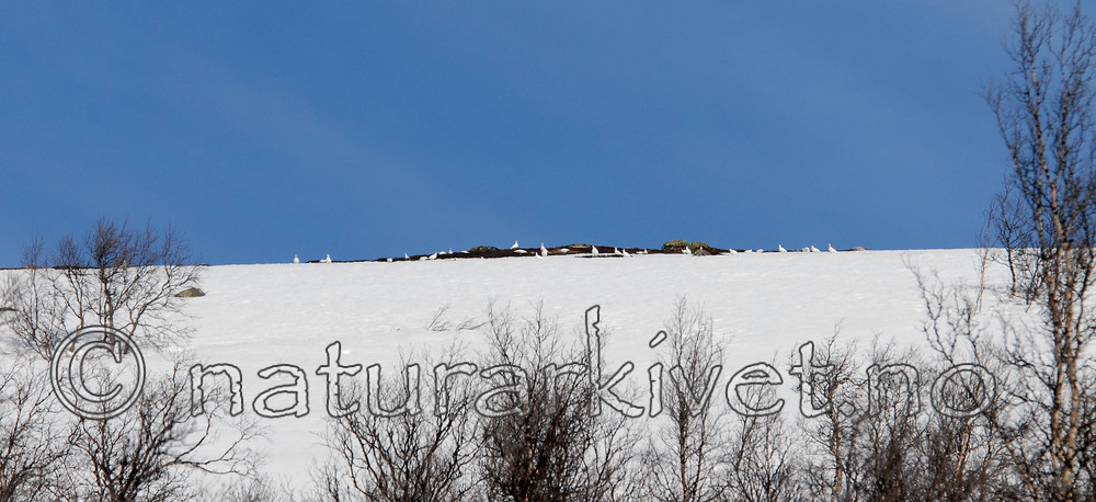 _SRE2165 / Lagopus muta / Fjellrype