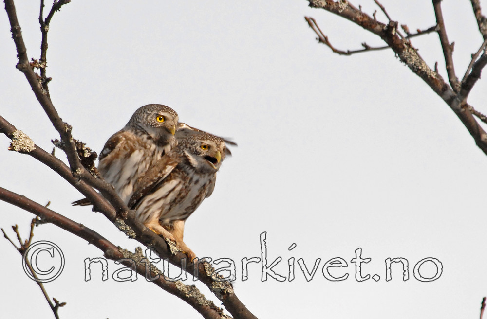 _SRE2445 / Glaucidium passerinum / Spurveugle