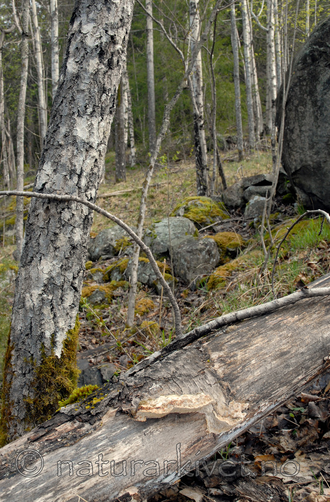 _SRE2617 / Funalia trogii / Hårkjuke <br /> Populus tremula / Osp