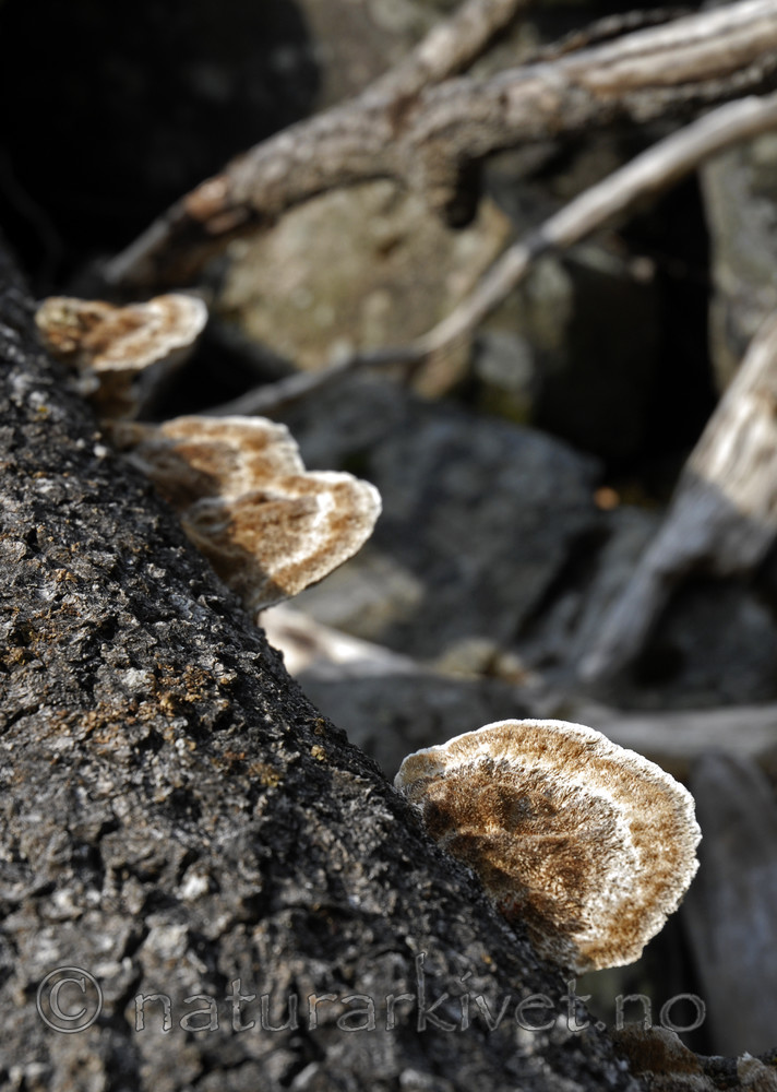 _SRE2706 / Funalia trogii / Hårkjuke <br /> Populus tremula / Osp