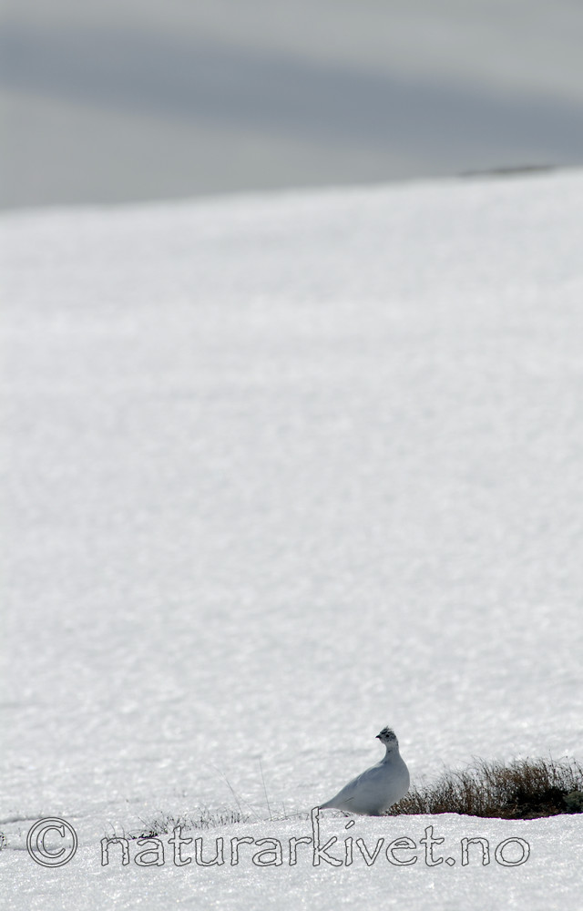 _SRE2748 / Lagopus muta / Fjellrype