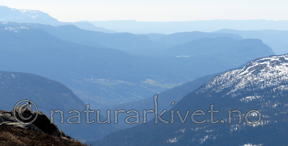 _SRE2847 / Lagopus muta / Fjellrype