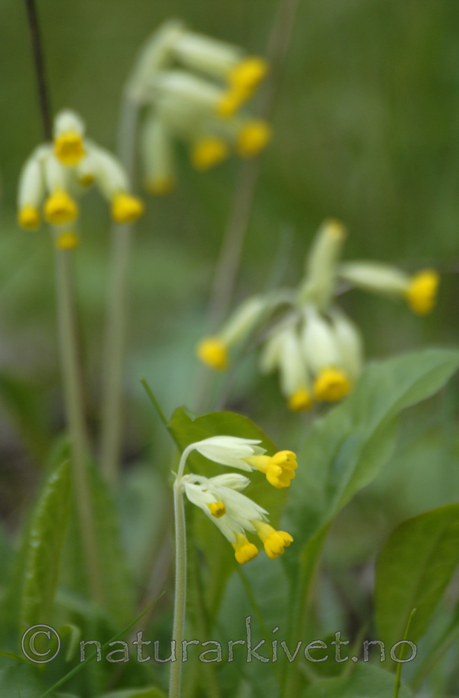 _SRE2972 / Primula veris / Marianøkleblom