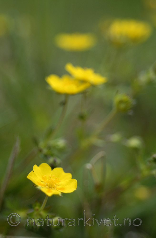 _SRE3080 / Potentilla crantzii / Flekkmure