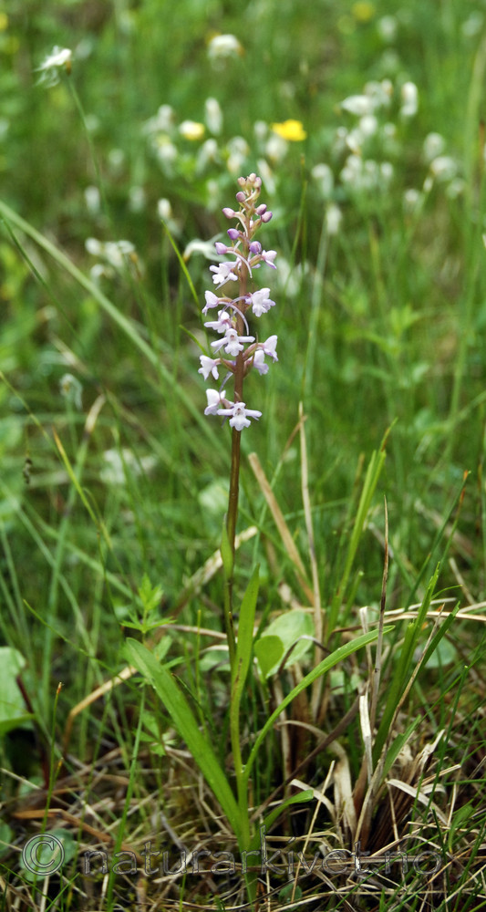 _SRE3504 / Gymnadenia conopsea / Brudespore