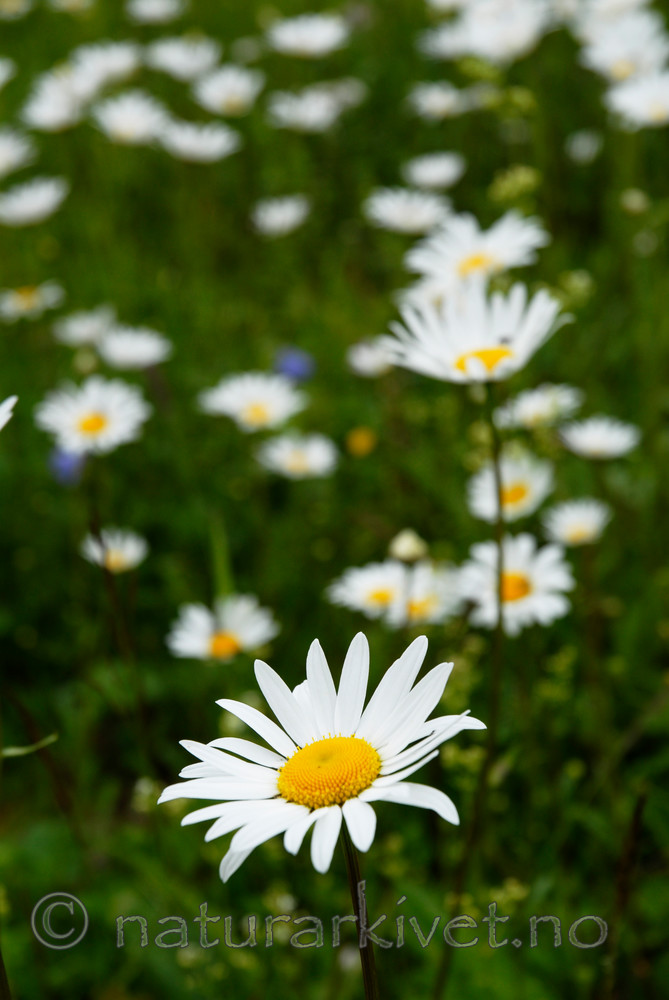 _SRE3690 / Leucanthemum vulgare / Prestekrage