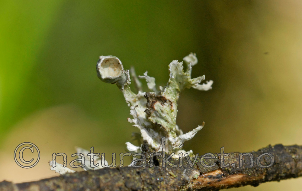 _SRE4034 / Ramalina obtusata / Hjelmragg