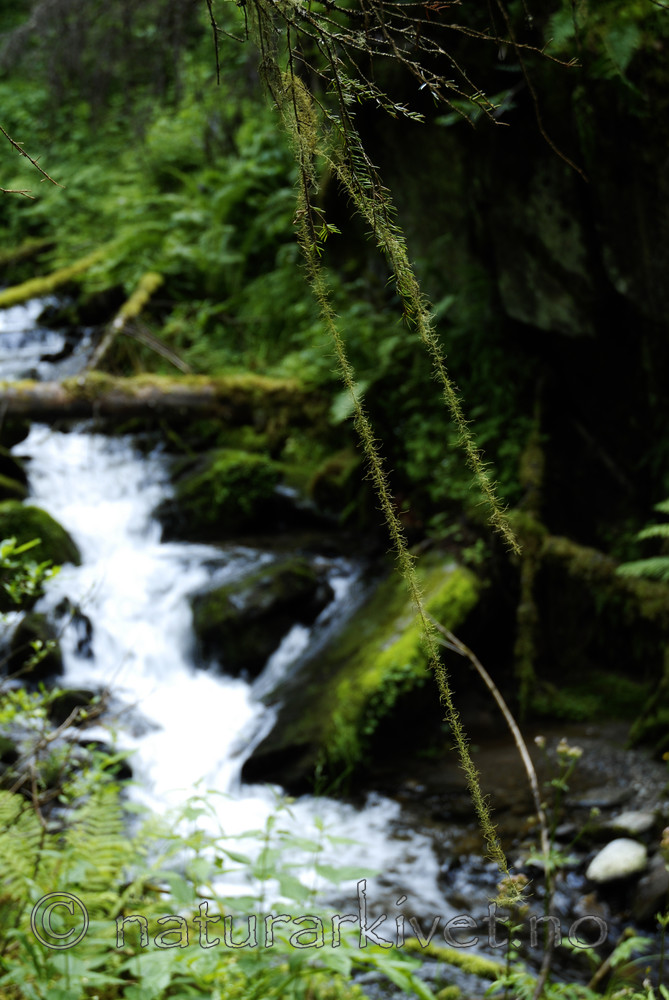 _SRE4119 / Usnea longissima / Huldrestry