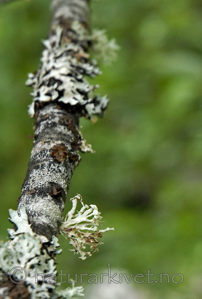 _SRE4192 / Ramalina dilacerata / Småragg