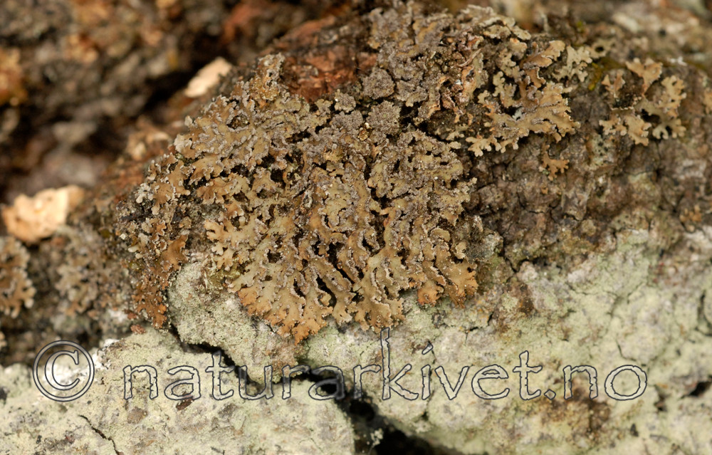 _SRE4317 / Physconia detersa / Brundogglav