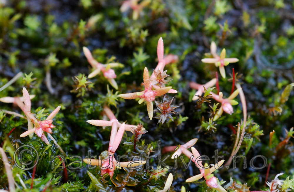 _SRE5098 / Crassula aquatica / Firling