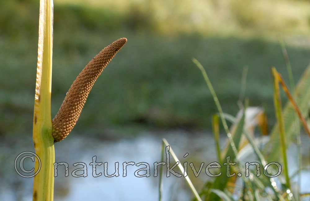 _SRE5425 / Acorus calamus / Kalmusrot