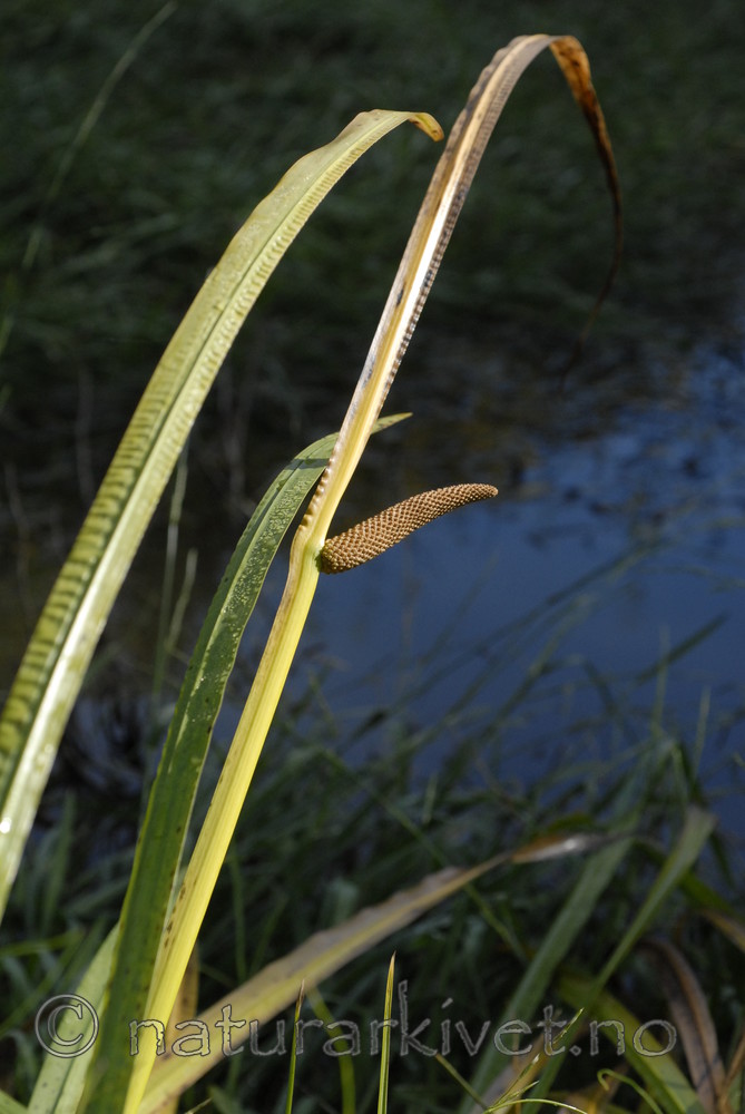 _SRE5449 / Acorus calamus / Kalmusrot