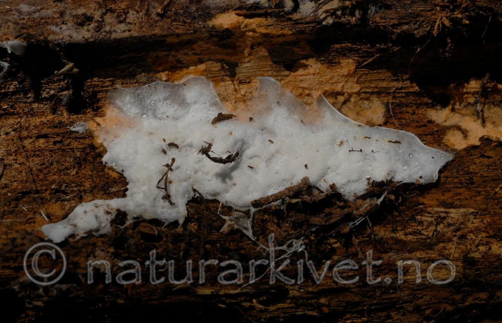 _SRE5556 / Byssoporia terrestris / Spindelkjuke