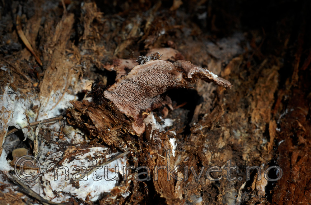 _SRE5729 / Hydnellum gracilipes / Skyggebrunpigg