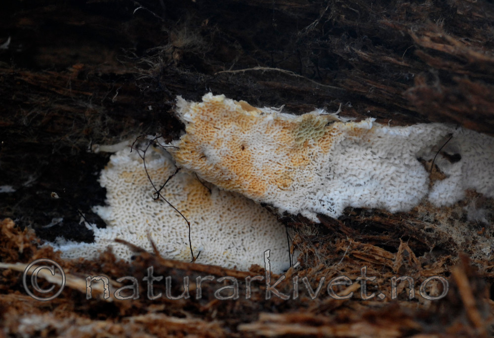 _SRE5732 / Sistotrema alboluteum / Gul strøkjuke