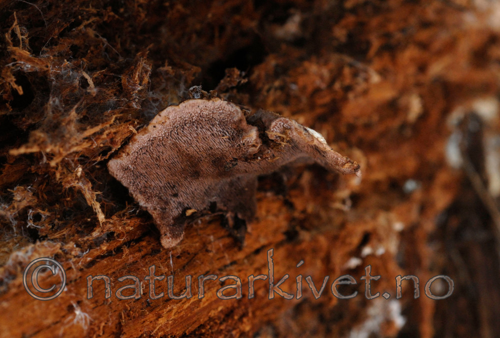 _SRE5753 / Hydnellum gracilipes / Skyggebrunpigg