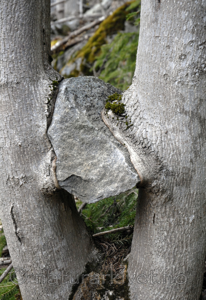 _SRE6575 / Tilia cordata / Lind