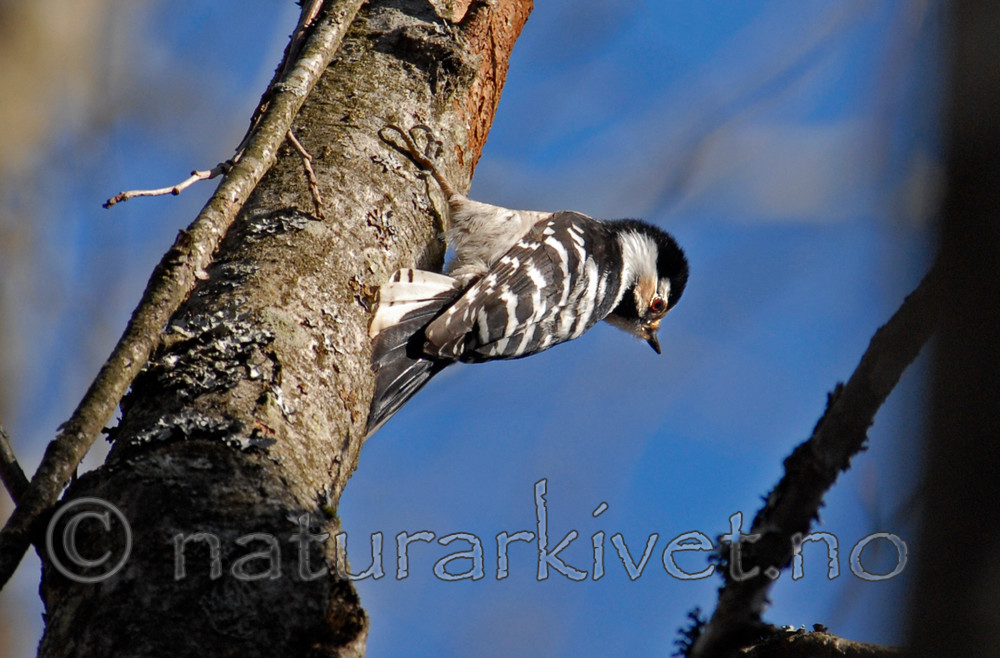 _SRE6604 / Dendrocopos minor / Dvergspett