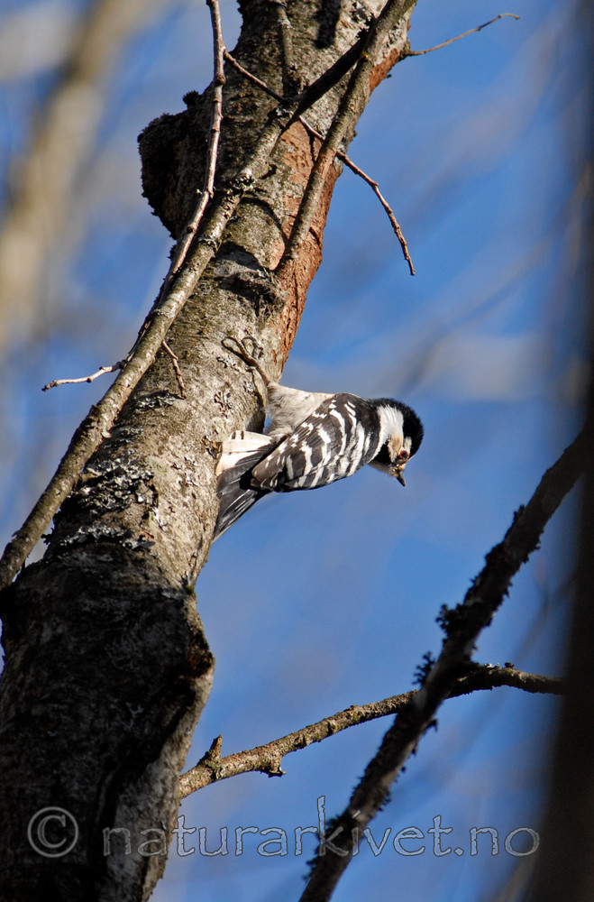 _SRE6604_2 / Dendrocopos minor / Dvergspett