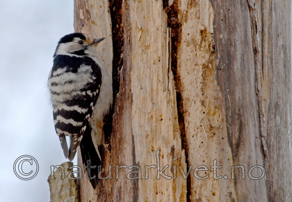 _SRE6713_2 / Dendrocopos minor / Dvergspett