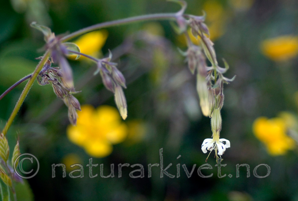 _SRE6917 / Silene nutans / Nikkesmelle