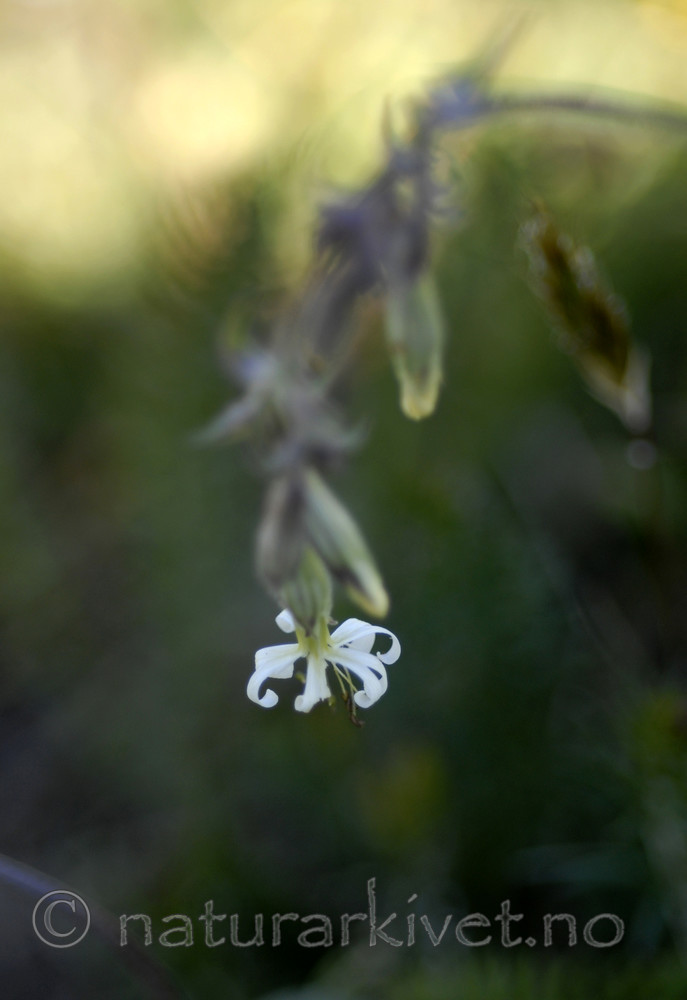 _SRE6939 / Silene nutans / Nikkesmelle