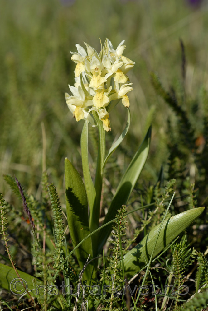 _SRE7057 / Dactylorhiza sambucina / Søstermarihand
